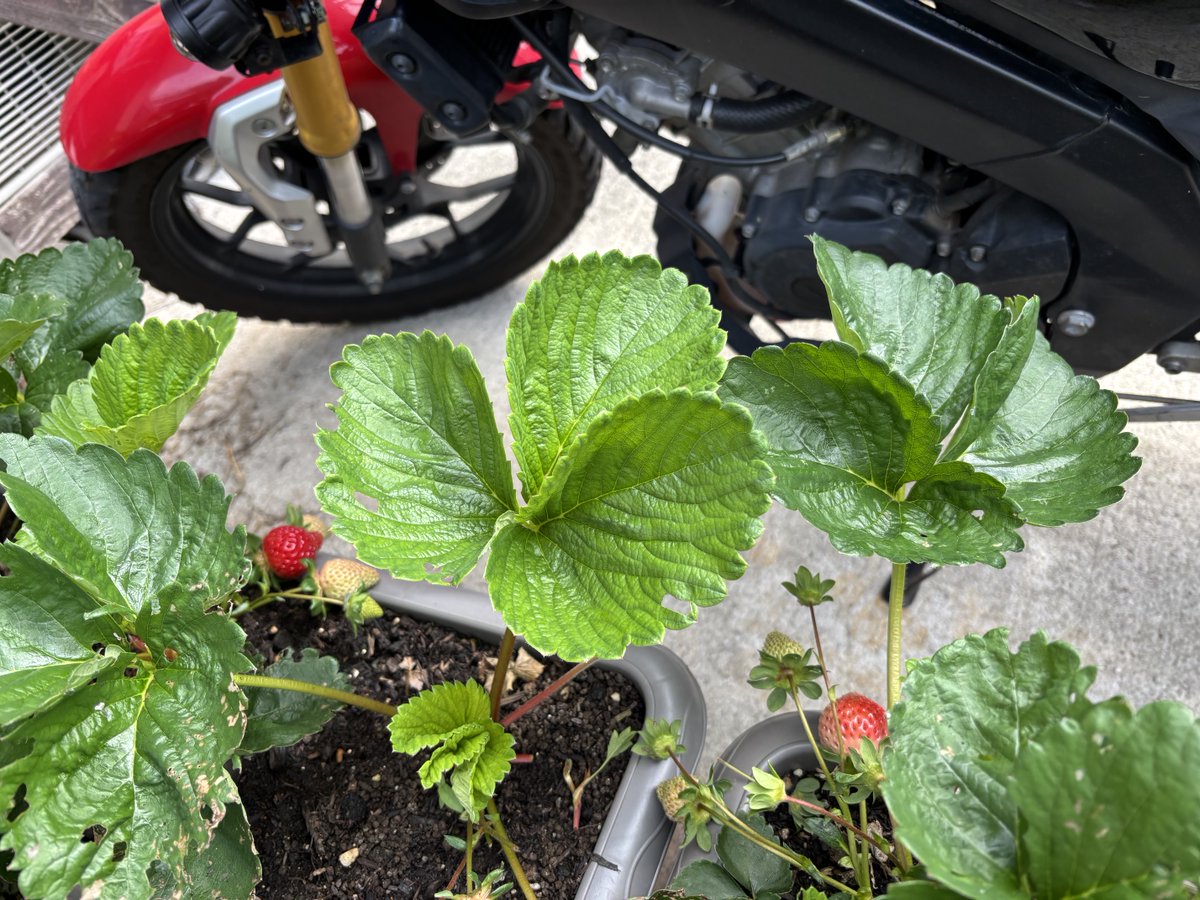 Rider01Low's tweet photo. 今年の第一陣🍓
出来は(お味)いかが？😋 https://t.co/Hil5QUqAum