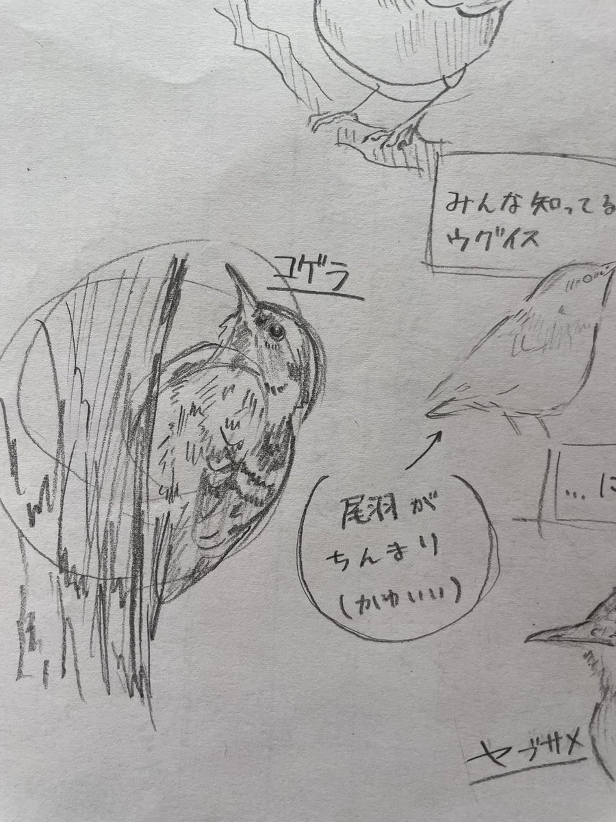 とりつじ tweet media