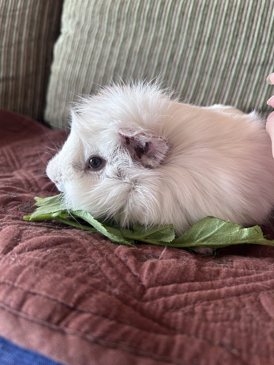 寝ぼけまな子😼🐹 tweet media