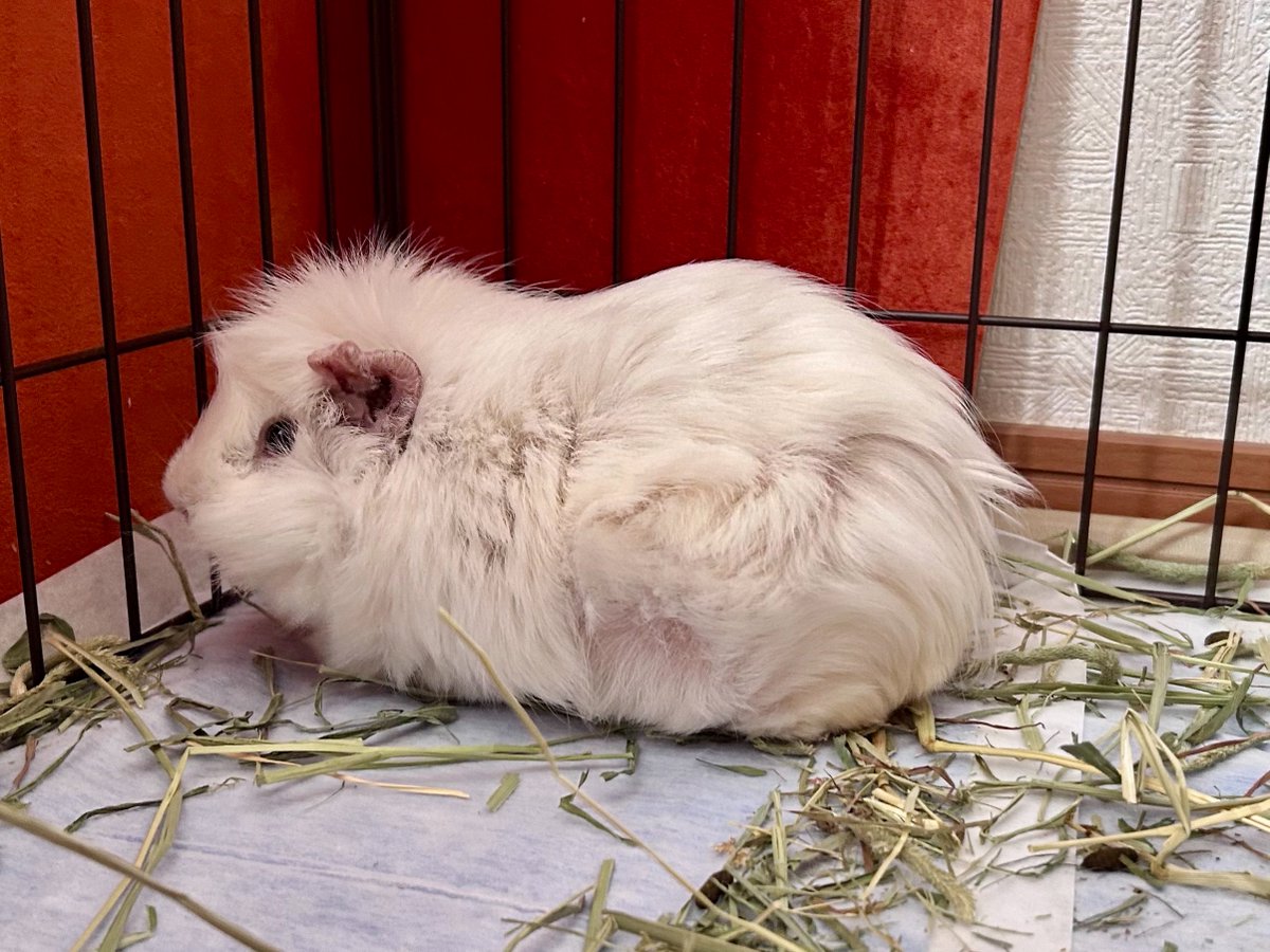 寝ぼけまな子😼🐹 tweet media