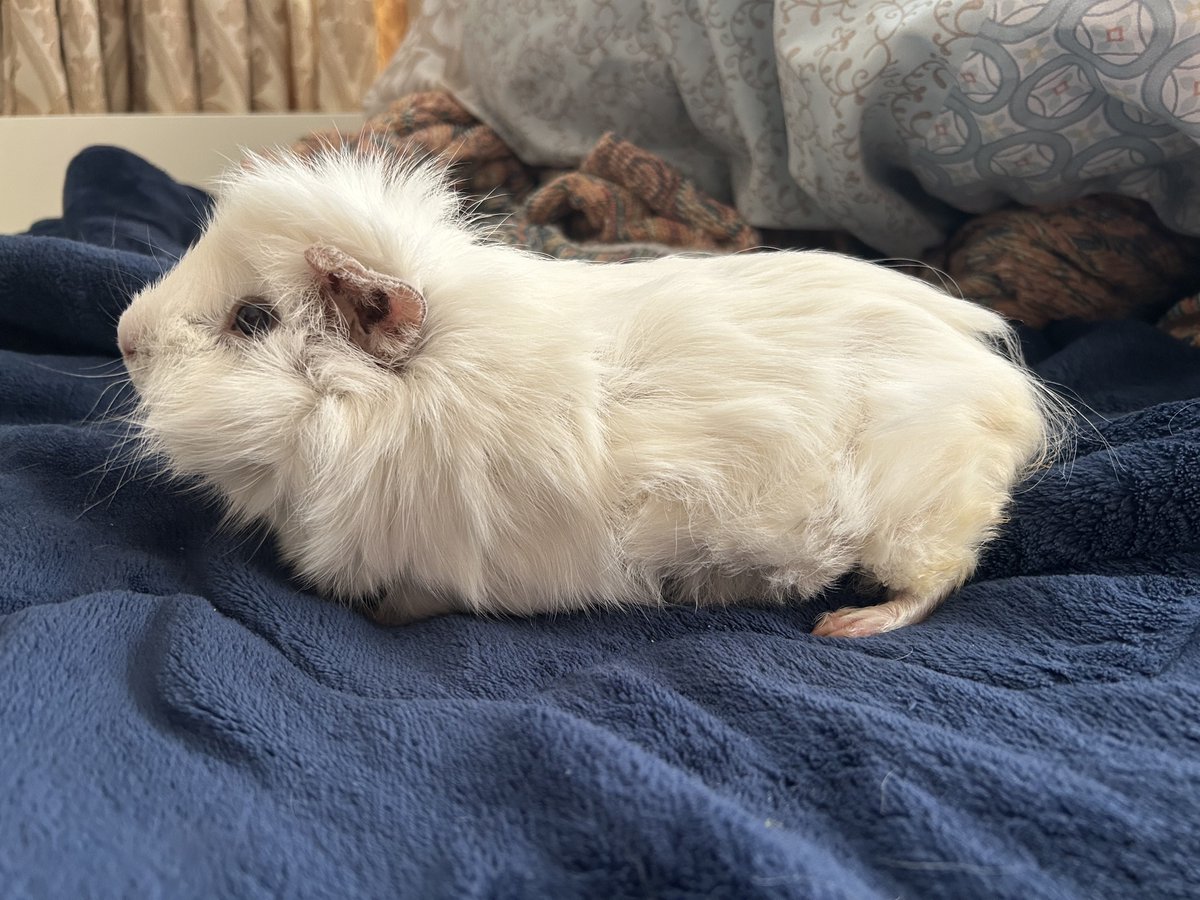 寝ぼけまな子😼🐹 tweet media