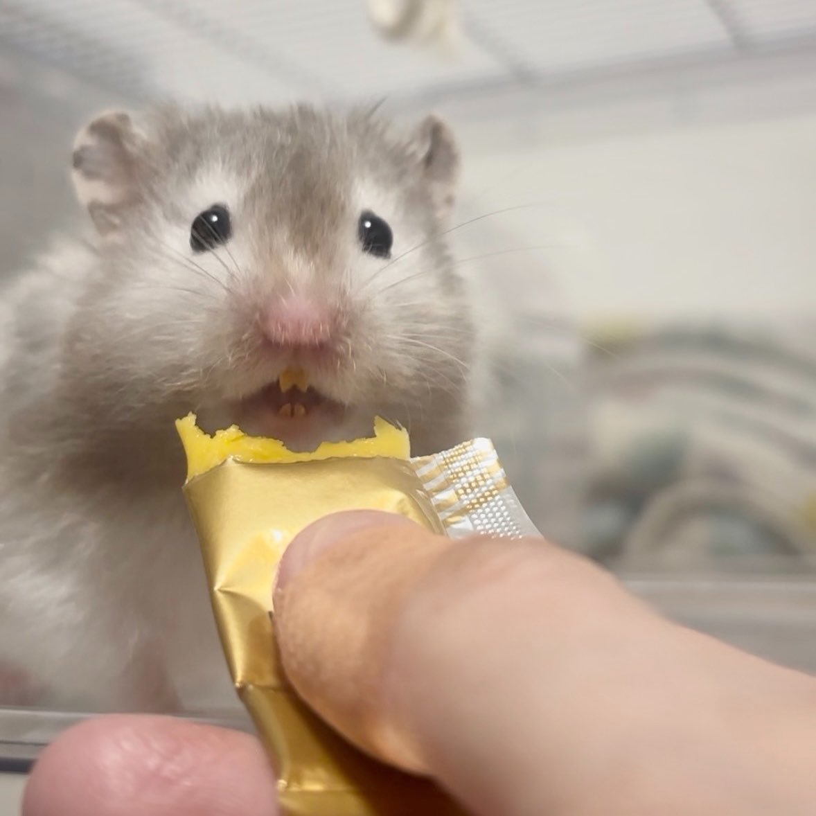 これはみちたりの は
とくべつにみせてあげます