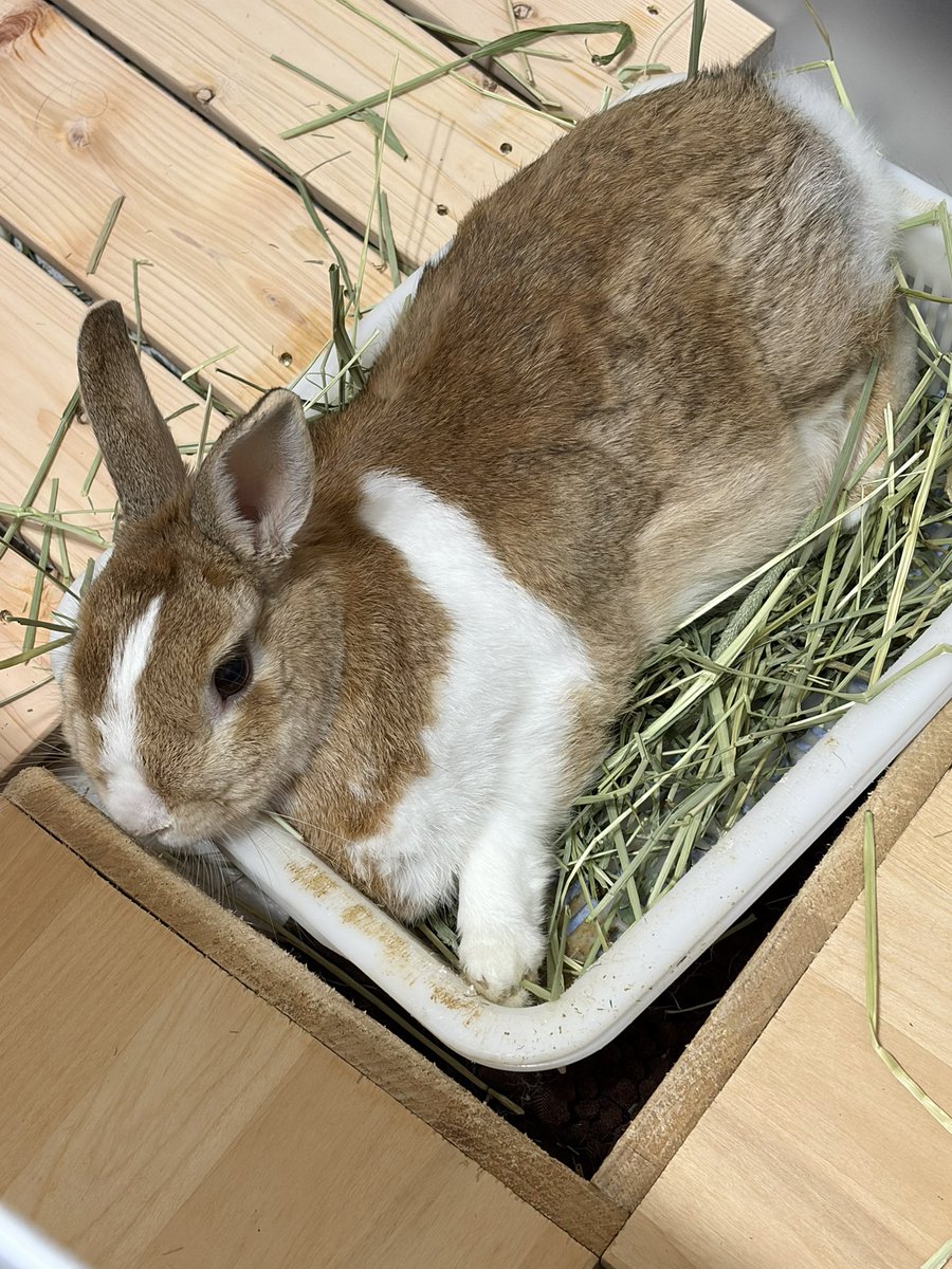 もふもふ党みやび★5/3幕張手作りアートマーケット tweet media