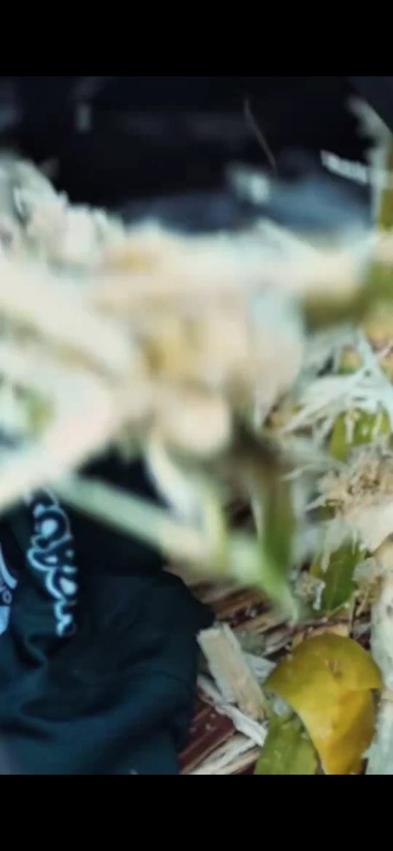 Yeison Solarte tweet media