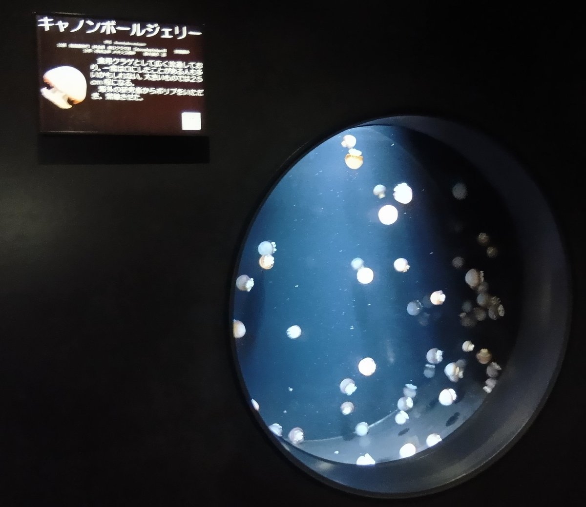 picM13's tweet photo. 続く３水槽。
G06キャノンボールジェリー水槽
G07チリメンクラゲ水槽
G08メキシカンマッシュルーム水槽 https://t.co/S37WpfpJxO