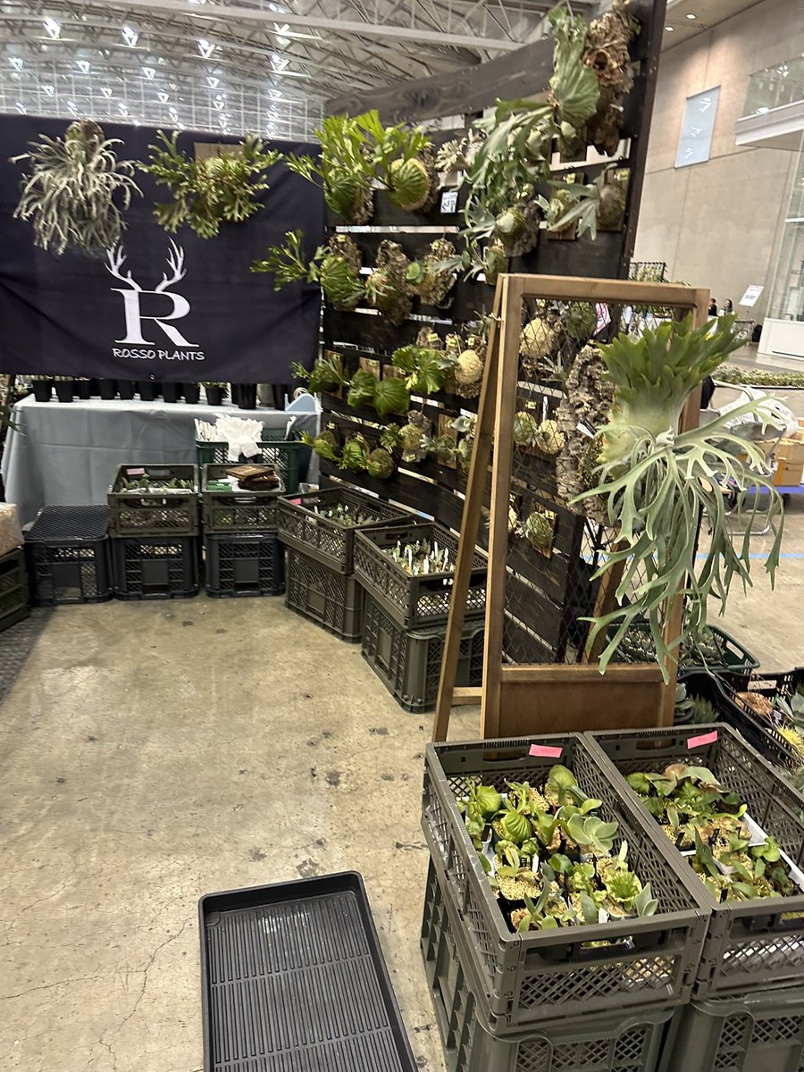ROSSO PLANTS 【ビカクシダ専門店】 tweet media