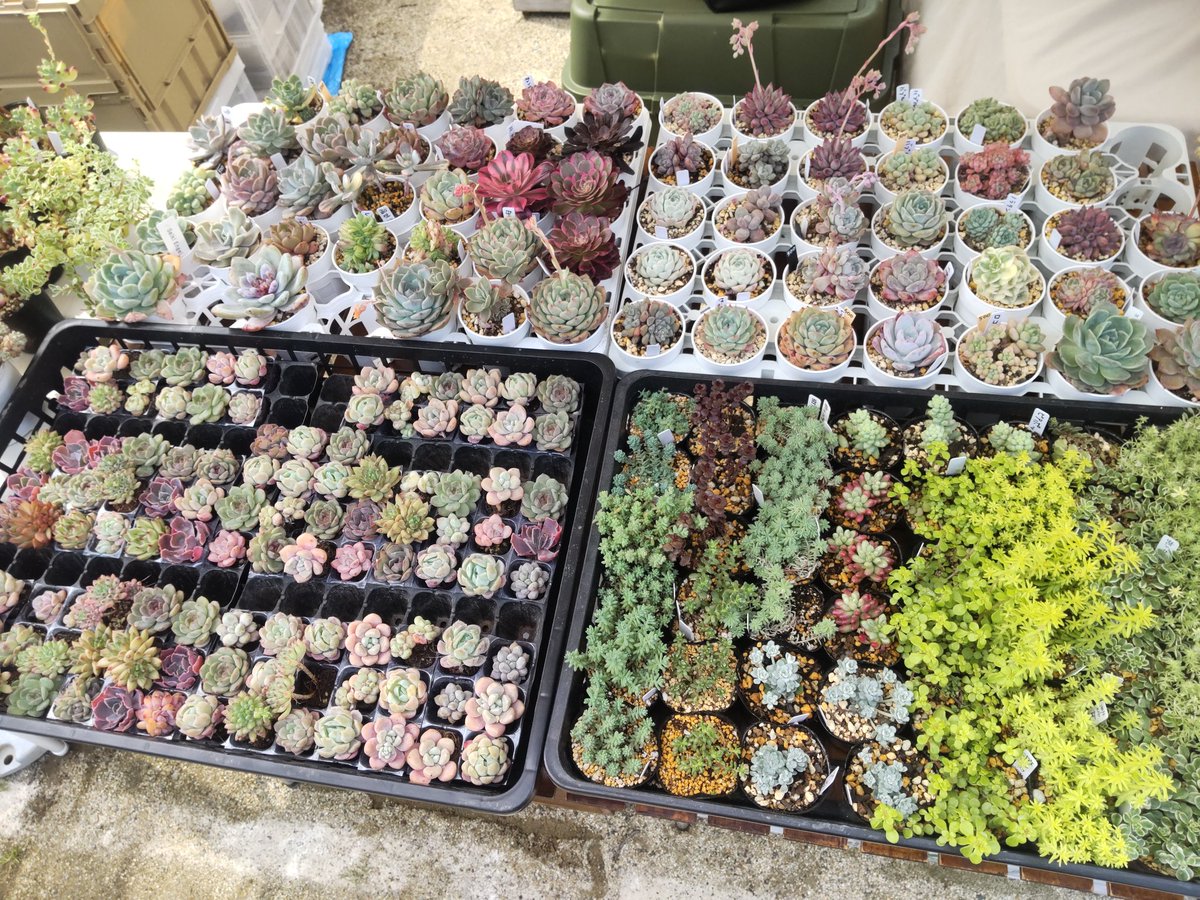 nakapapa2's tweet photo. いなざわ植木まつりで25日（土）26日（日）の2日間マルシェ出店中です。
多肉植物、ハンドメイド木工鉢、リメイク鉢などを販売しています。
ご来店をお待ちしています。
#BOOW
#多肉植物
#手作り木工鉢
#ハンドメイド
#リメイク鉢
#いなざわ植木まつり
#国府宮 https://t.co/nDVqPZwPxl