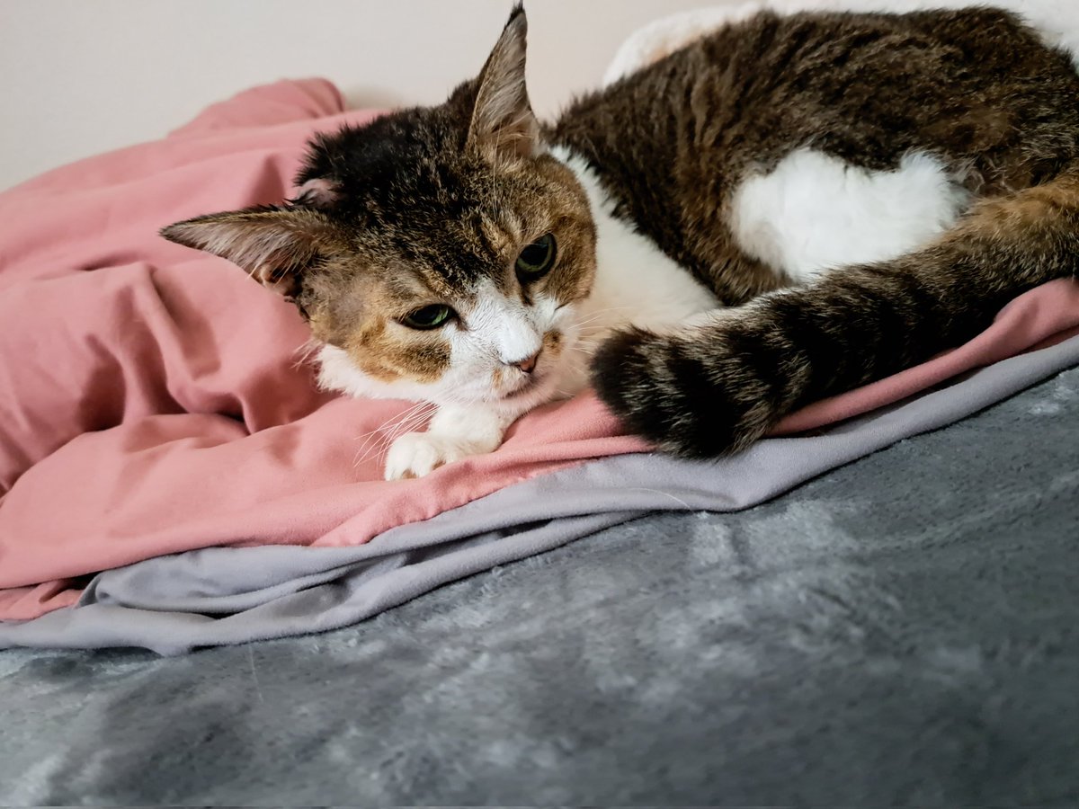 猫の珠世(おそらく餅で出来ている) tweet media