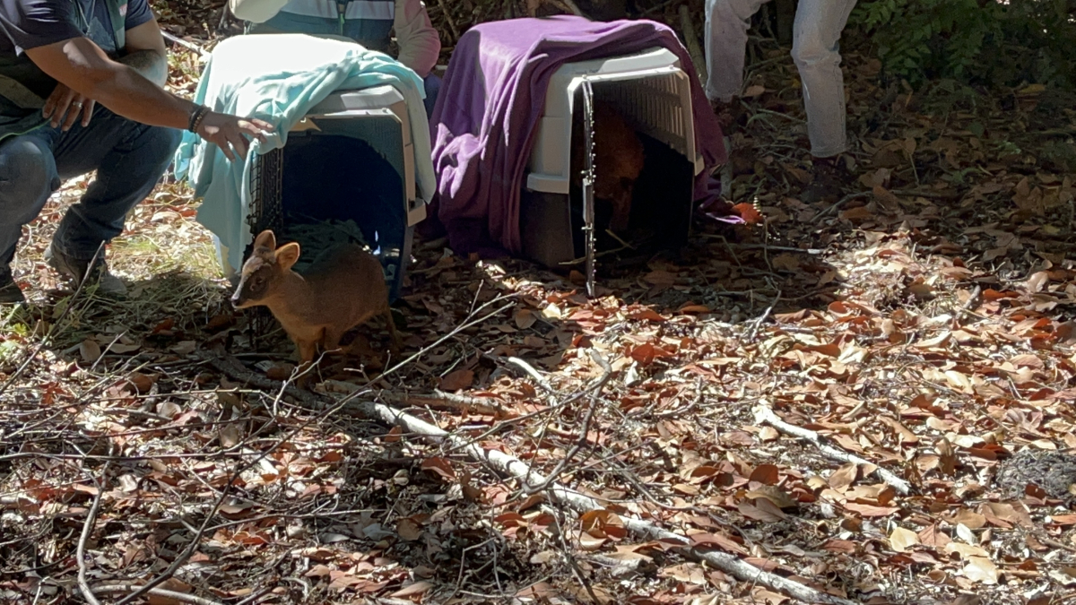laciudad's tweet photo. Ejemplares fueron rescatados en zonas afectadas por incendios forestales en enero pasado, y derivadas por el SAG al Centro de Rehabilitación y Educación de Fauna Silvestre, ANDES-UdeC. https://t.co/DxmtSVow1g https://t.co/gQPcEt5FYp