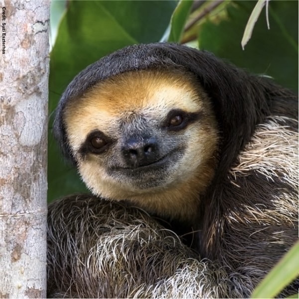 Dr Tom Montgomery tweet media