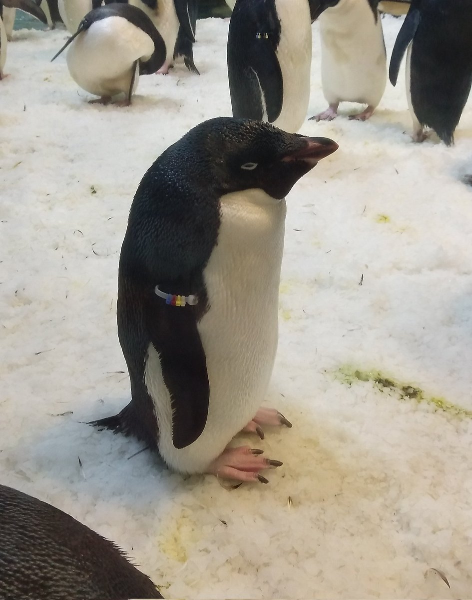 たわし tweet media