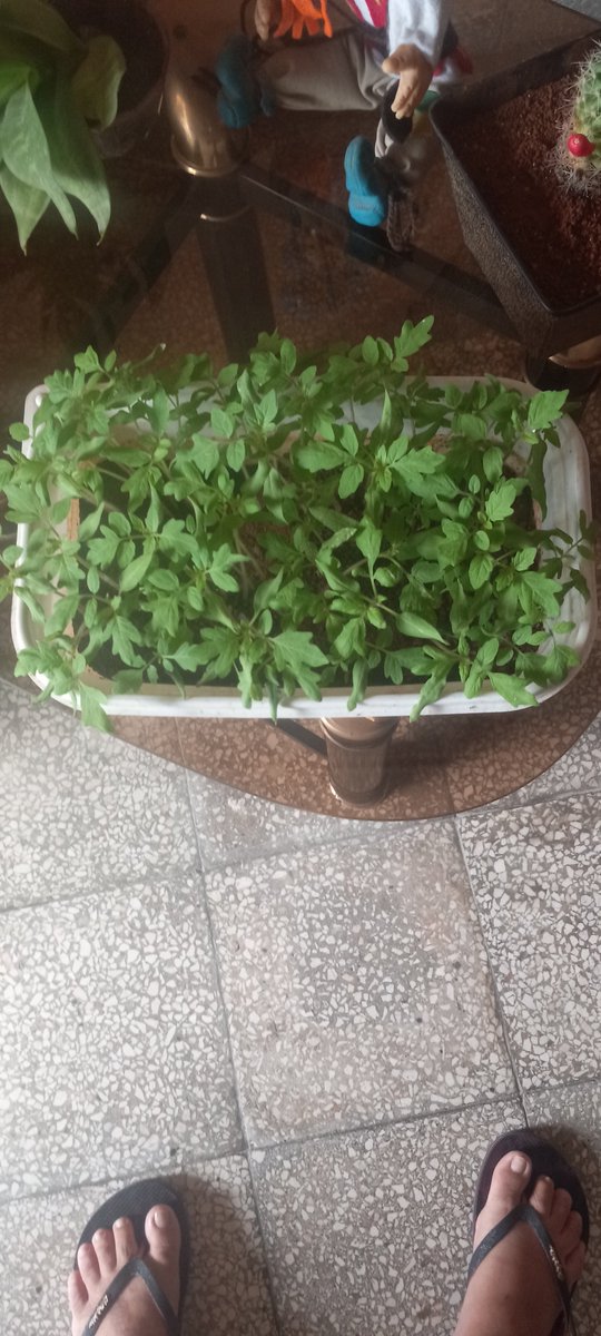 deborsh46440's tweet photo. #EducacionGuanabacoa.Lograr Soberanía alimentaria en las instituciones educativas, constituye hoy prioridad para trabajadores y estudiantes. https://t.co/zHu0H1mzA6