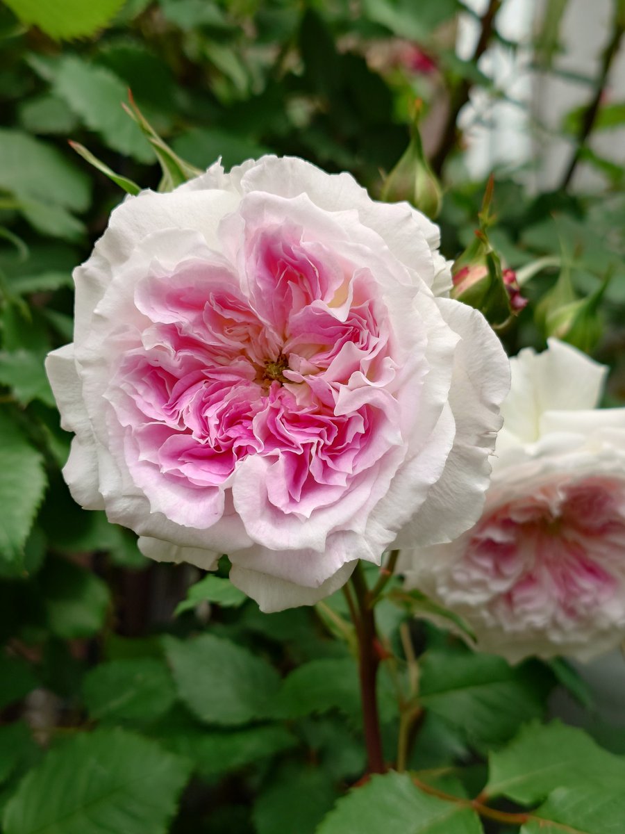 𓁞𓋹 𝙼𝚊𝚊𝚊𝚌𝚘 𓏣𓁙 tweet media