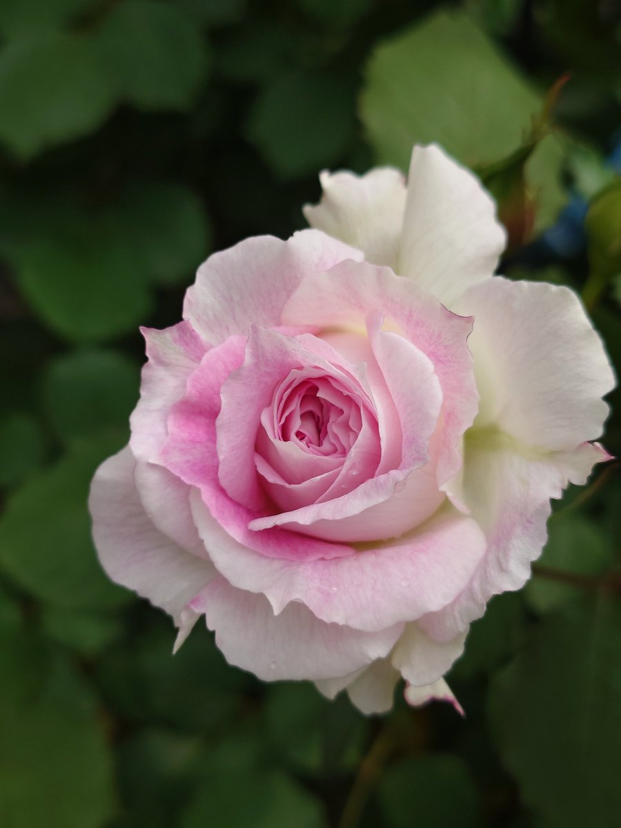 𓁞𓋹 𝙼𝚊𝚊𝚊𝚌𝚘 𓏣𓁙 tweet media