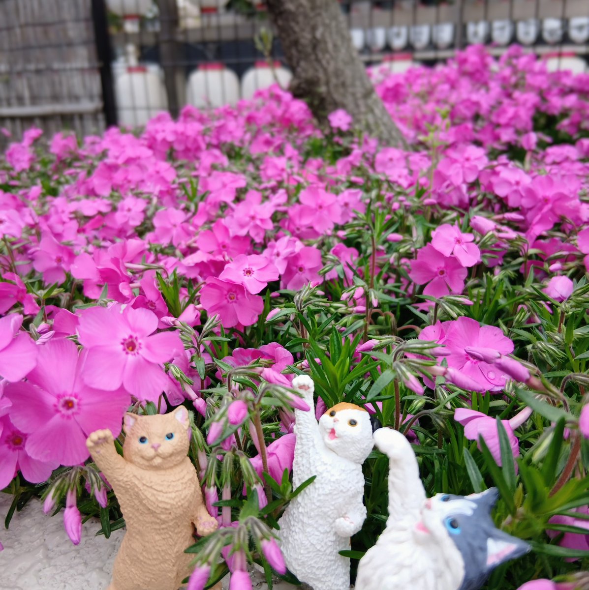 木曜日おはようございます🌼 いつもありがとうございます、本日も