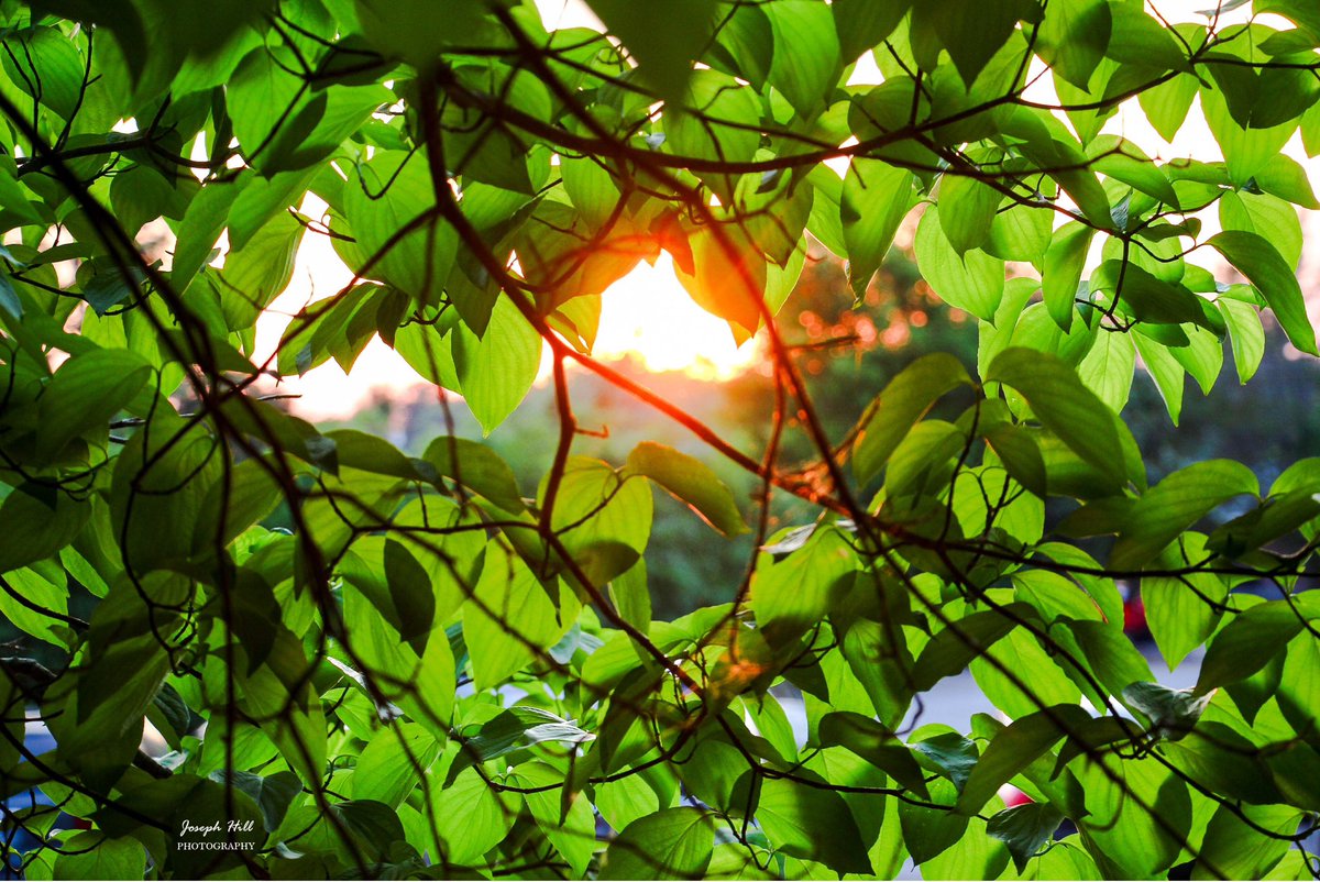 JosephHill3794's tweet image. Sunset☀️🍃
#April2026 
Photo By: Joseph Hill🙂📸☀️

#sunset #leaves #tree #nature #beautiful #peaceful #daylight #NaturePhotography #SouthernPinesNC #April
