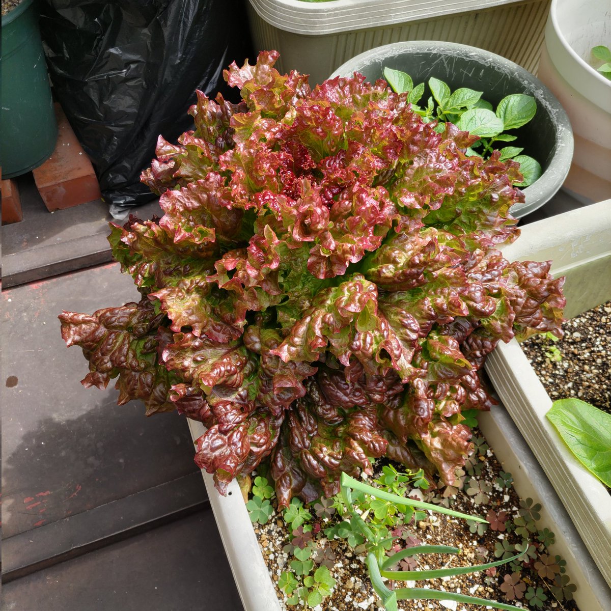 TotalOfficeNet's tweet photo. プランターのニンニクの芽とサニーレタスを収穫。

ニンニクの芽の引っ張って収穫するんだが、途中で切れてる感がいつもある。

#無農薬 #家庭菜園 #homegarden #段ボールコンポス https://t.co/9rCICNLdLp