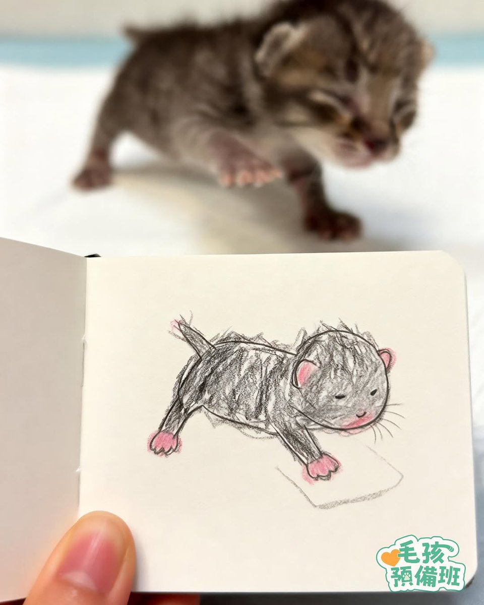 Cat 🐈 tweet media