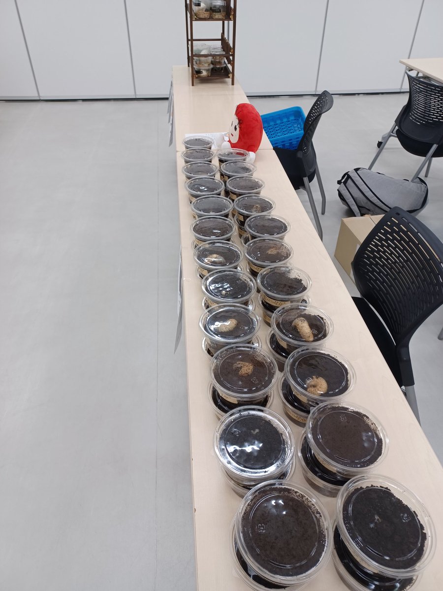 cafe_suzunari's tweet image. ブースが自分には広すぎるので、
カブトムシの幼虫で1テーブル埋めるのが私の使命✨
#DreamChaser