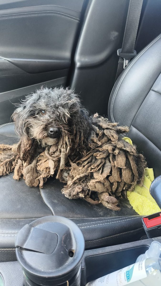Te acordas del rescate de MARITA   abandonada en medio d la ruta en medio de la  nada donde una genia pudo agarrarla y traérmela !!? 

Ya pasó por la vete. Ya fue castrada. Ya tiene sus vacunas y hoy había que CERRAR EL CÍRCULO con una ADOPCIÓN HERMOSA !!

Gracias Ivanna por