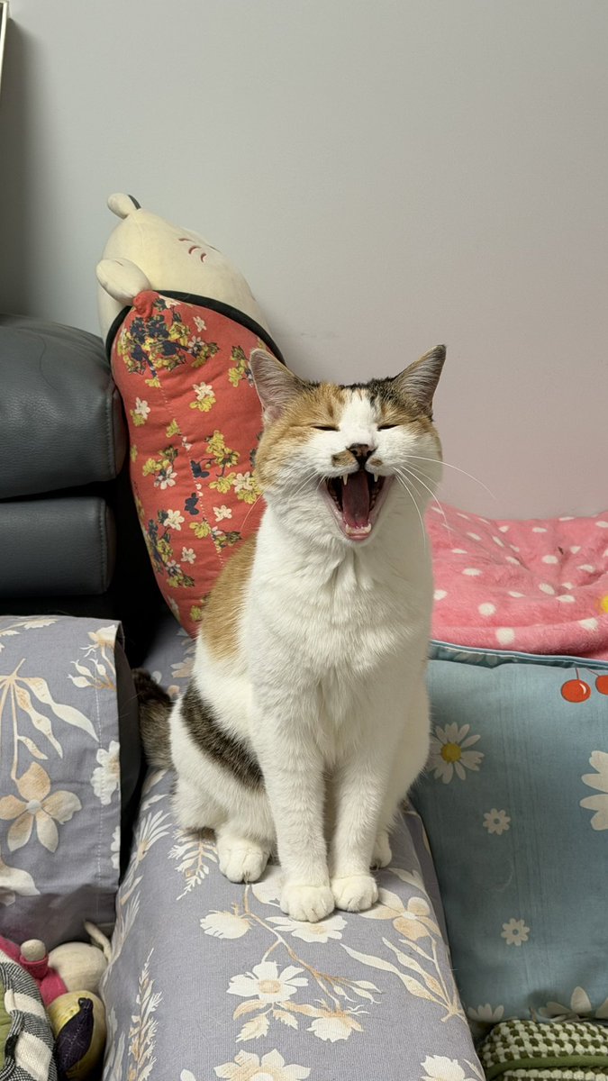 冰比冰水冰 tweet media