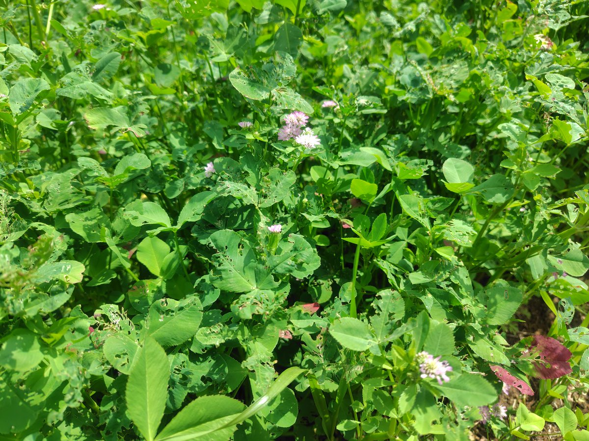 中根農園直売所 tweet media