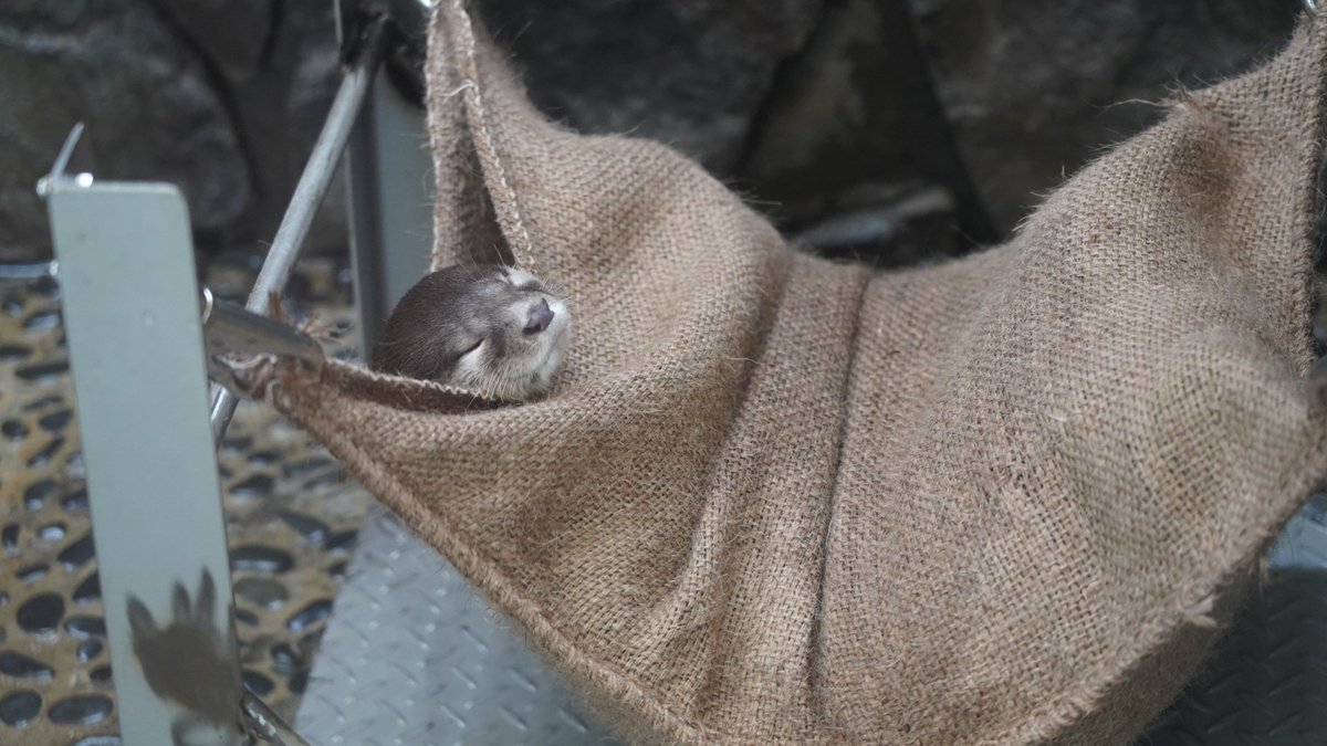 もっち tweet media