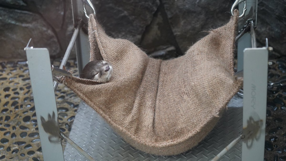 もっち tweet media