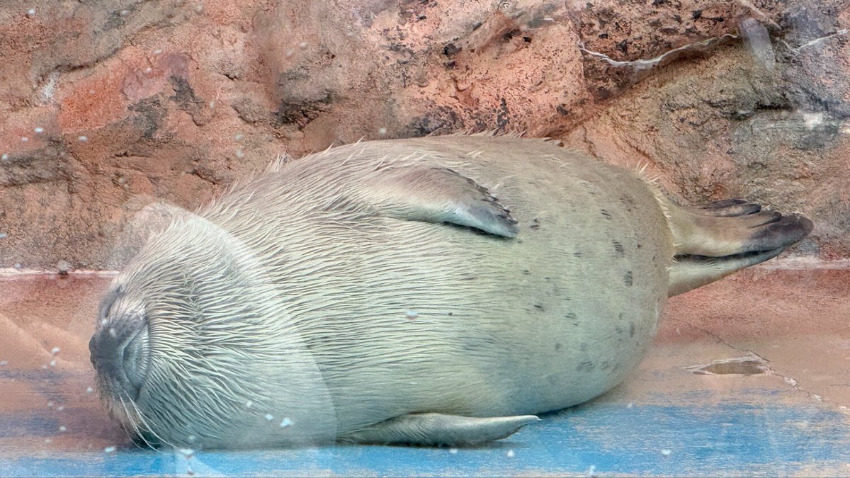 フォトジェニック小野 tweet media