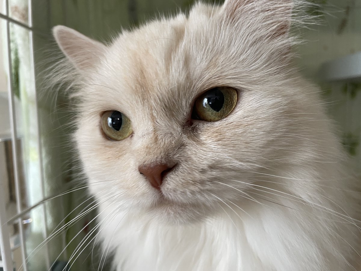 “モナカ“ スコティッシュたち耳 tweet media