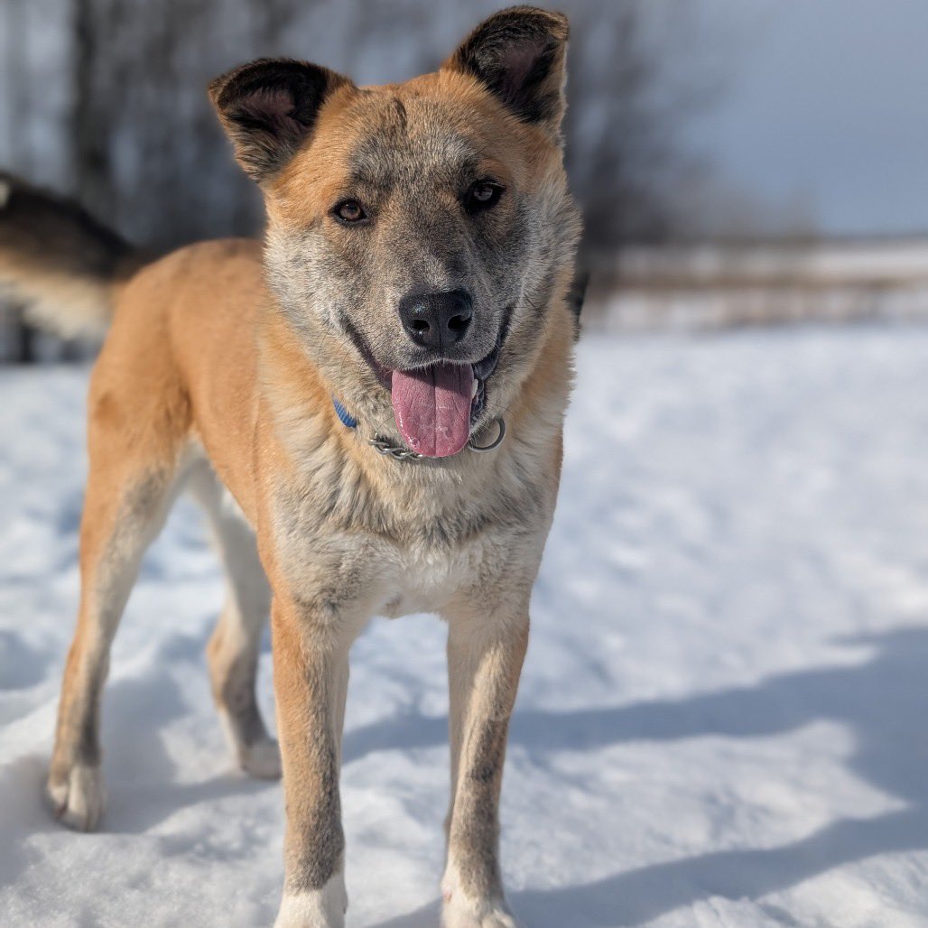 Second Chance Animal Rescue Society (SCARS) tweet media