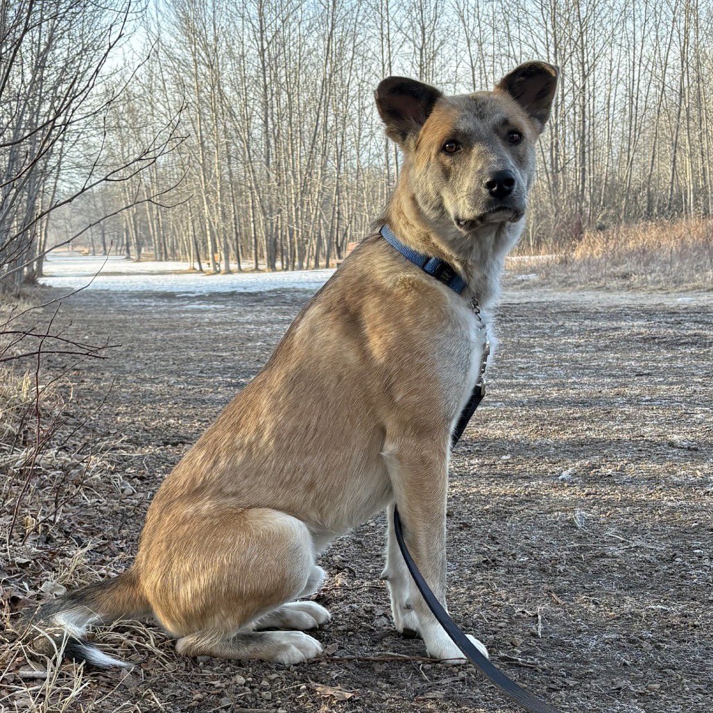 Second Chance Animal Rescue Society (SCARS) tweet media