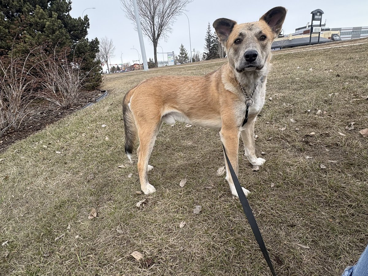 Second Chance Animal Rescue Society (SCARS) tweet media