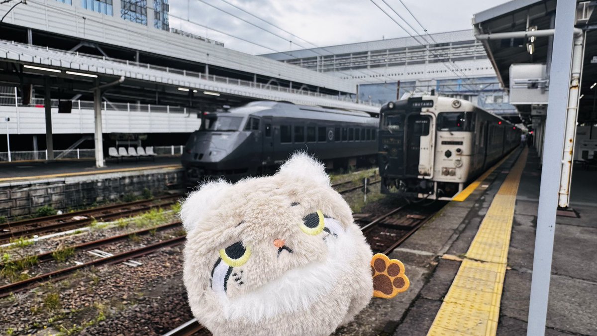 すみす🐨 tweet media