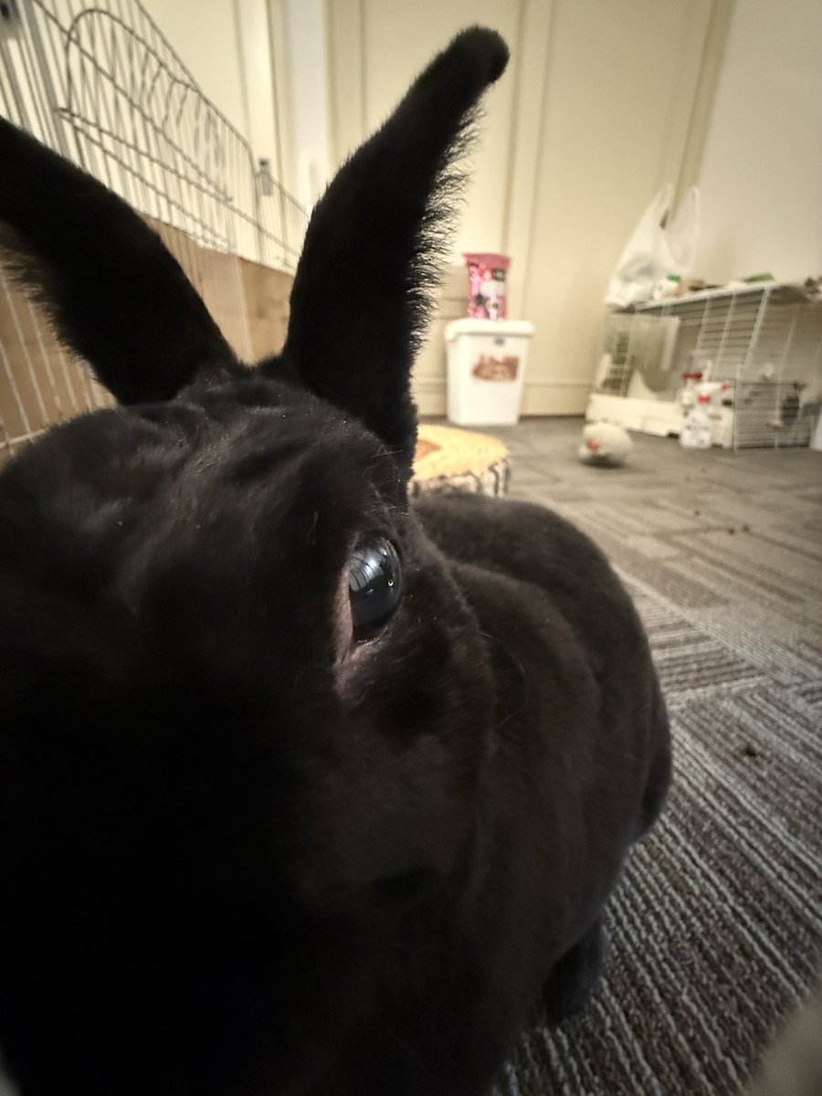くろいうさぎたち🐰 tweet media