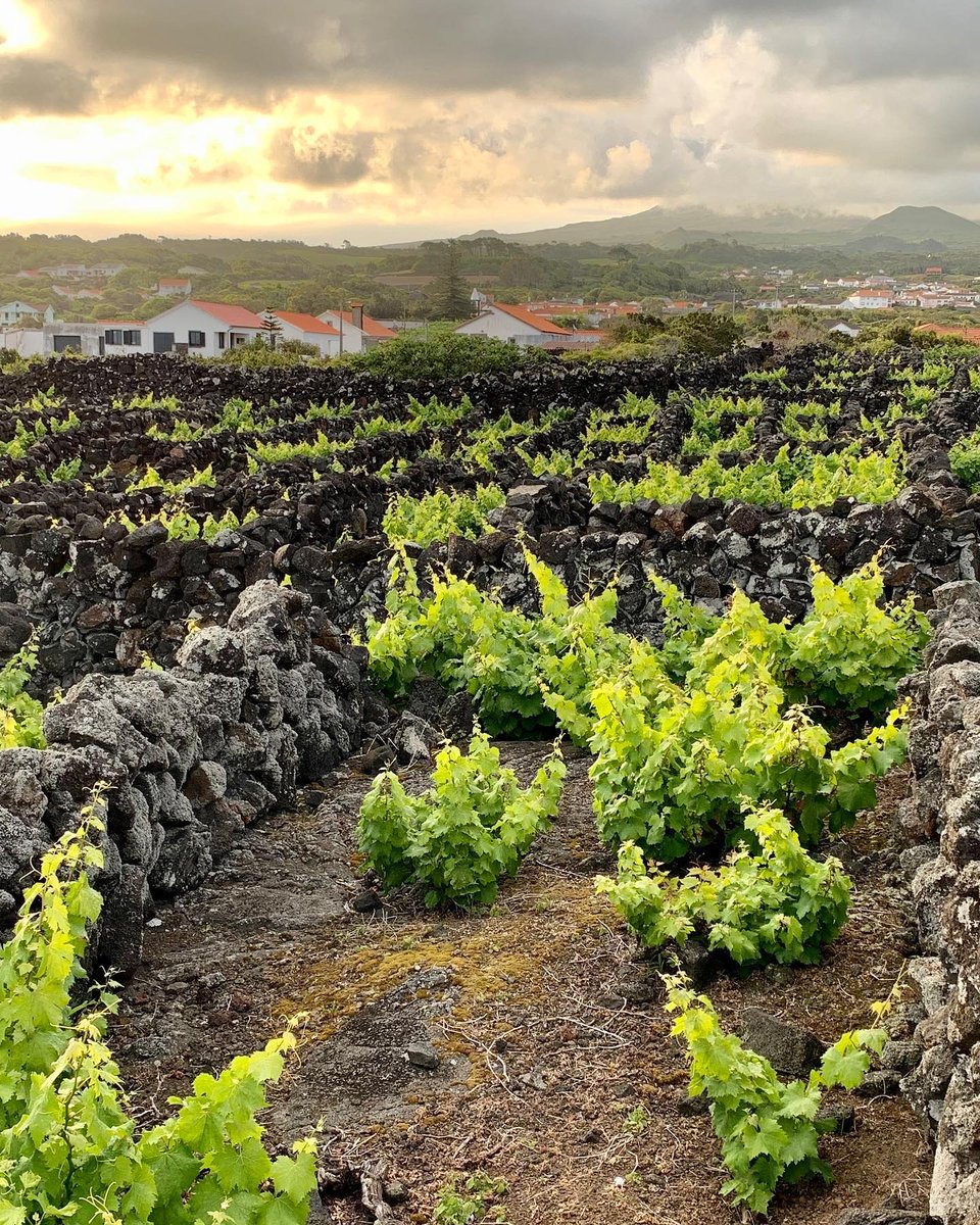 annlilienenxixi's tweet image. Having lived in LA for a long time,
I’ve come to realise more and more that true strength isn’t about making a fuss,
but rather, like this land itself,
taking root in silence and thriving with passion. 🌱
📍 Weekend Getaway from LA
#LifeReflections #LifeInLA #GrowingTowardsTheSun