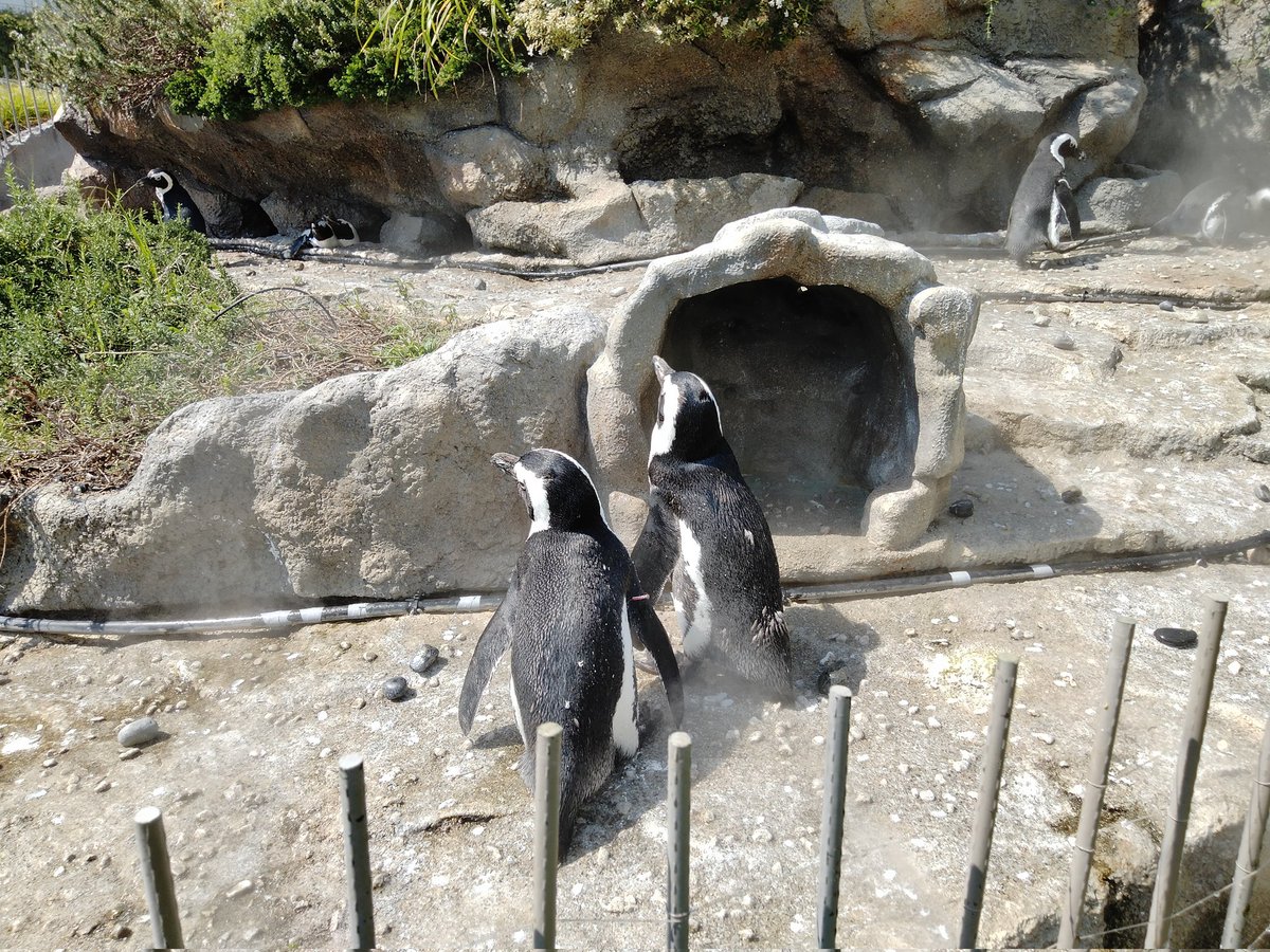 midiumdog's tweet photo. #世界ペンギンの日 https://t.co/PhEfBFHNRh