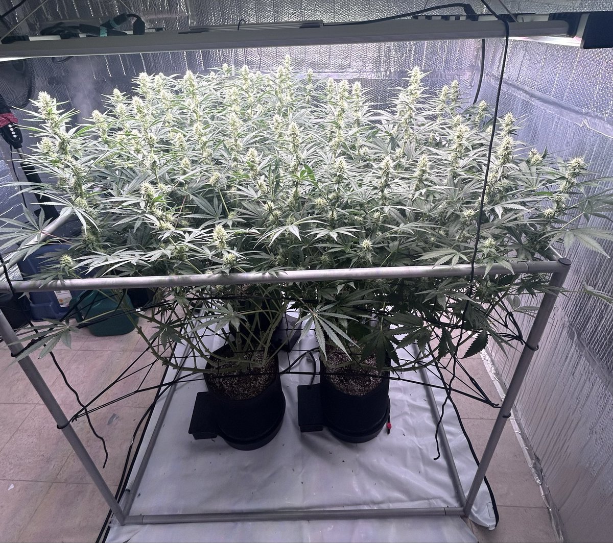 thecannalife420's tweet image. Back from Denver an 💥 girls starting put on some weight. 

Triple Cheese from @BarneysAms 

Grown with @autopotusa 
Fed with @FrontRowAG 

#420friendly #GrowthStrategy