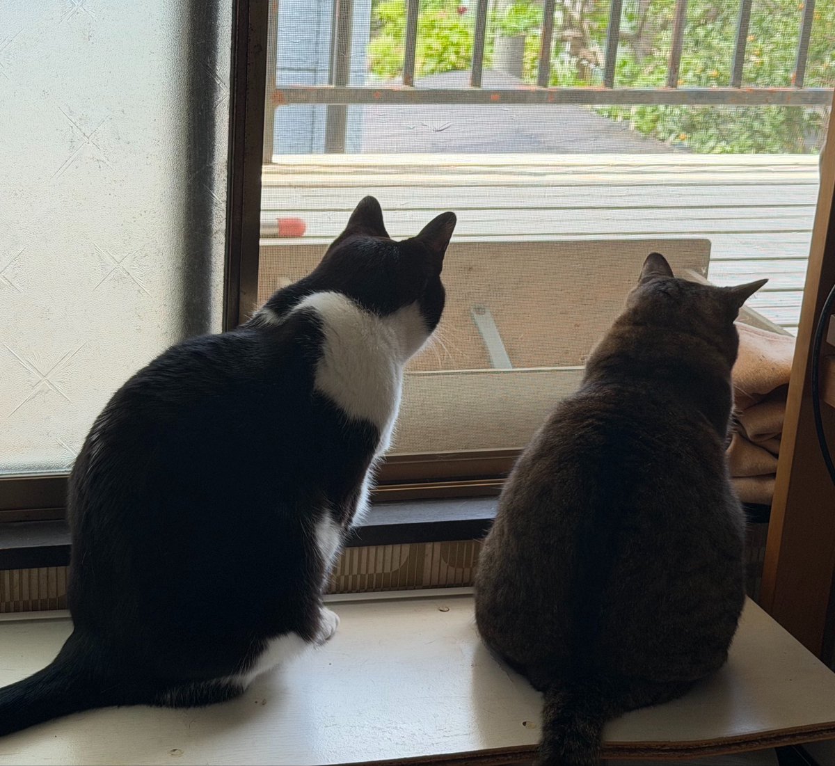 どっち tweet media