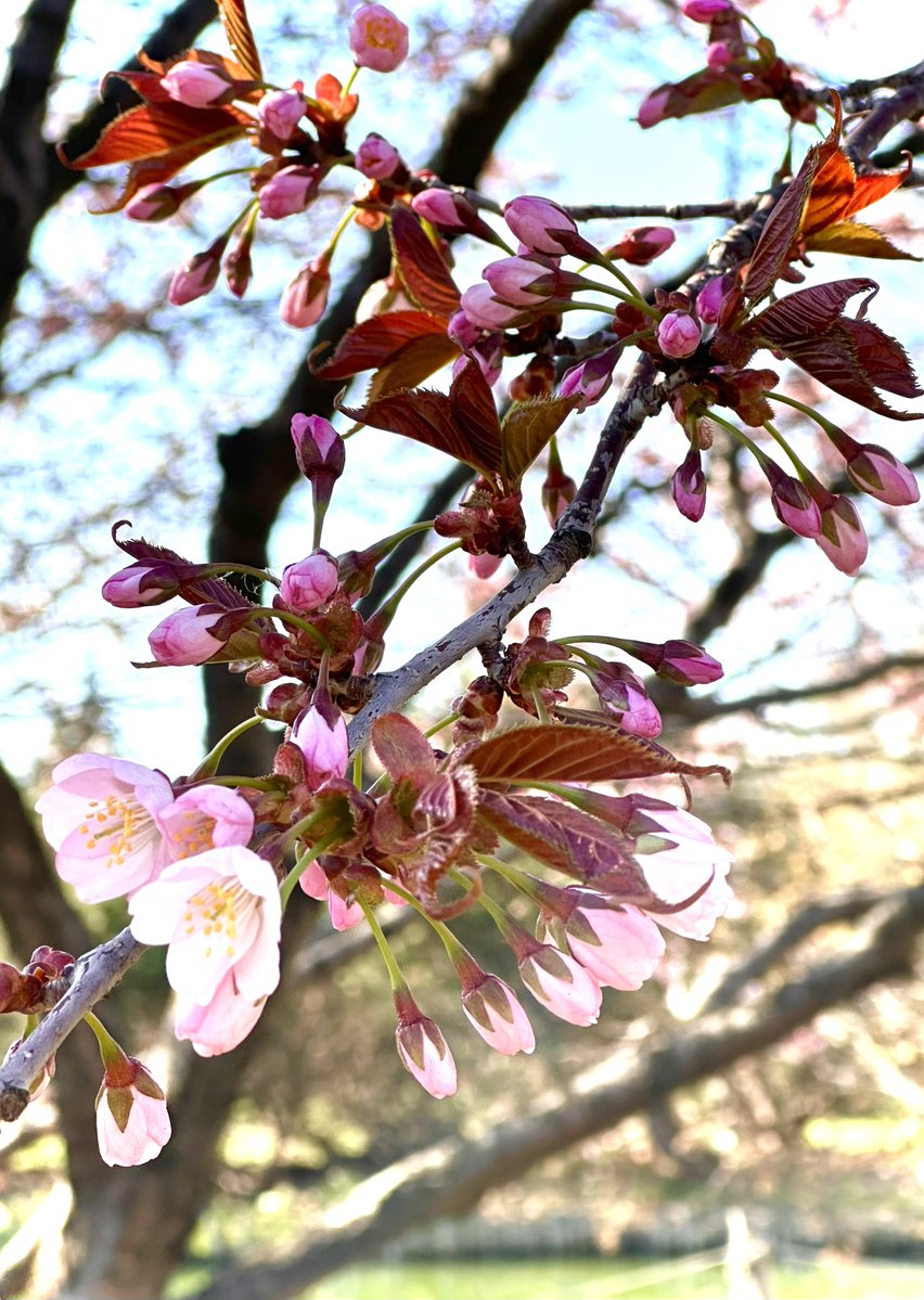 脳幹@脳幹と大腸半分ぐらいと腎臓がだいぶBANされますた tweet media