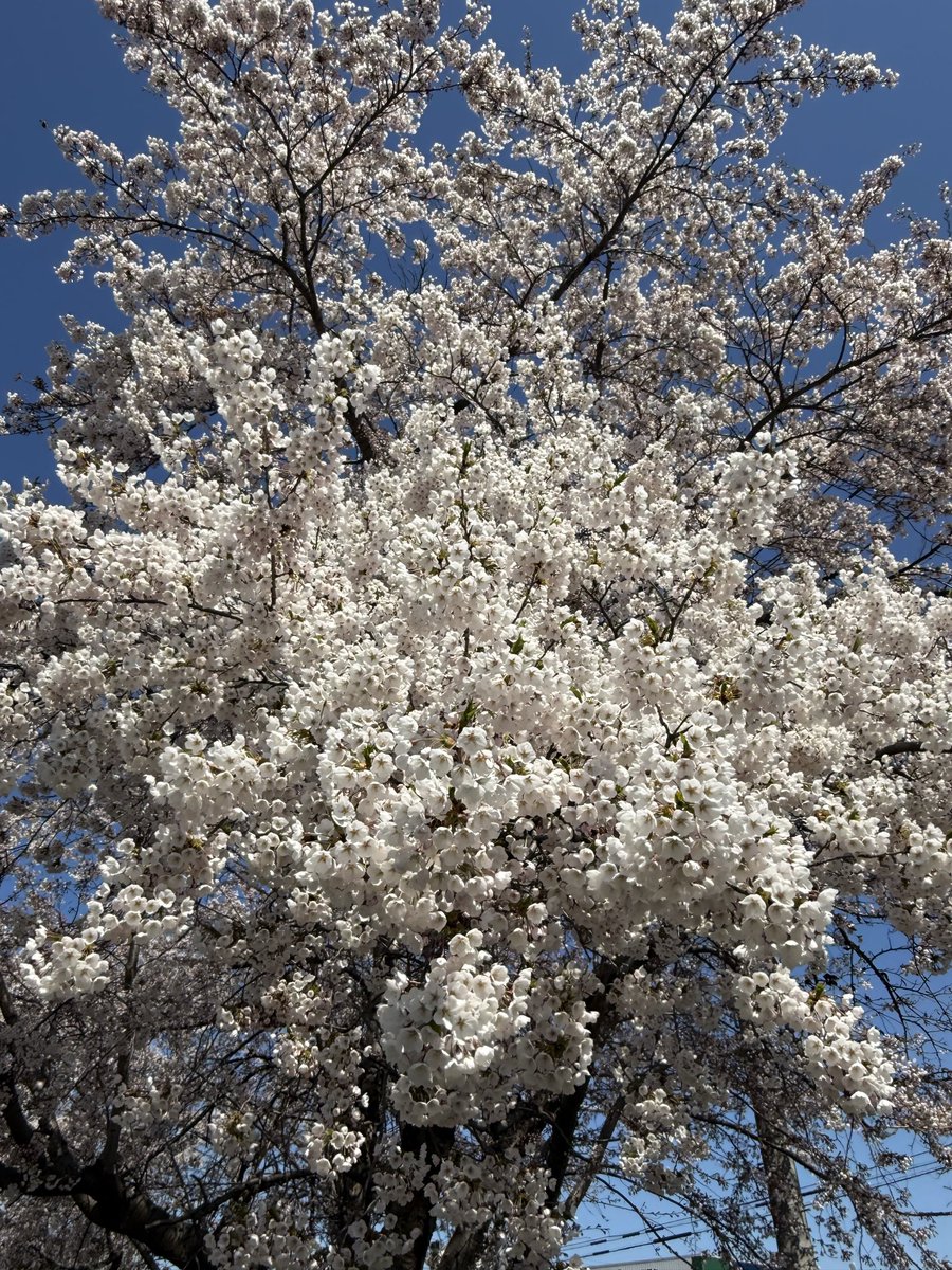 Azukin2488's tweet photo. 🌸散歩

＃あずき景色 https://t.co/NaWIQOsFTv