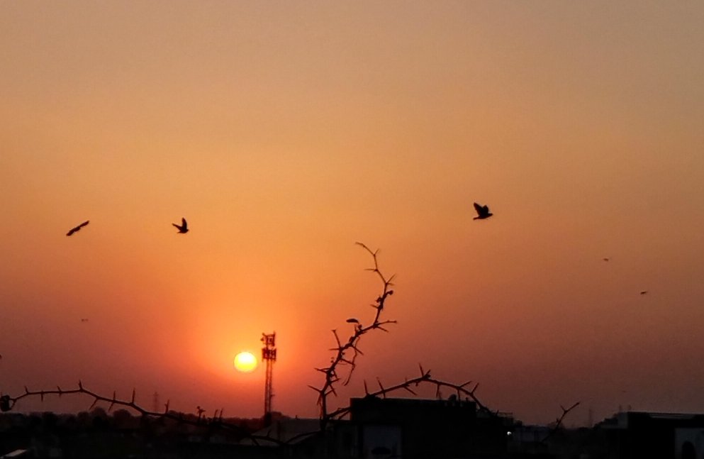 Dr Alka Ray tweet media