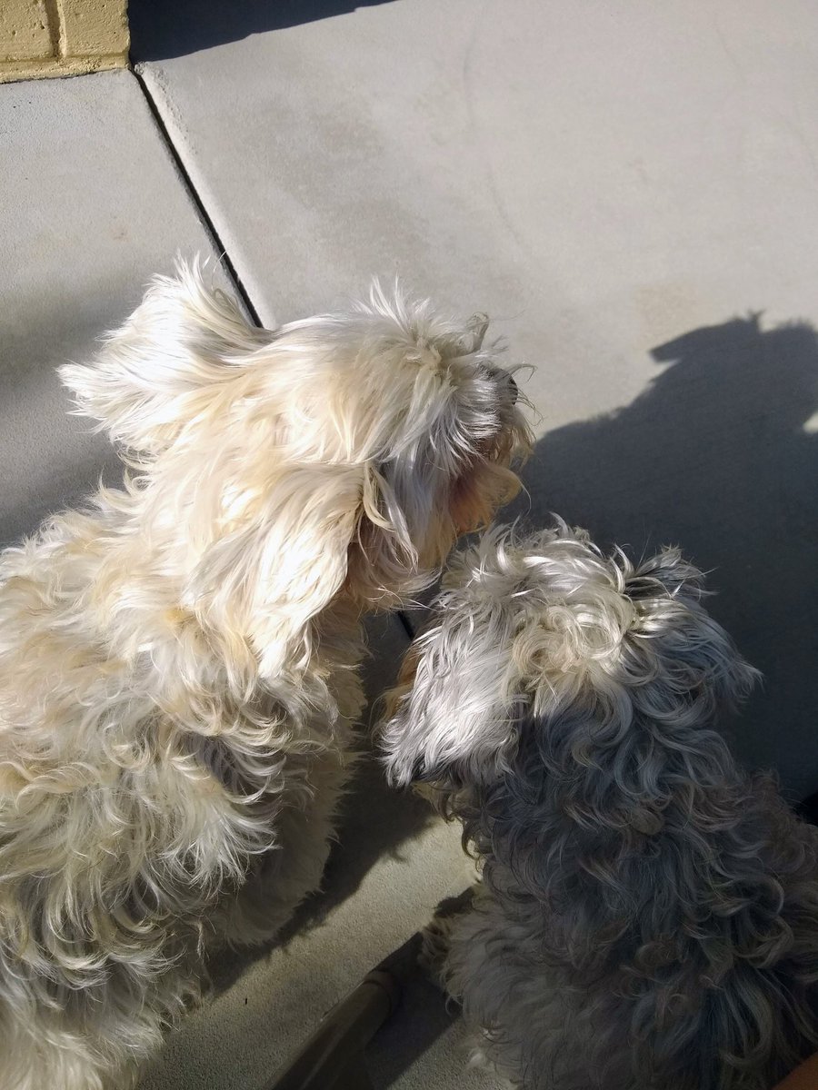 2DogsCandies's tweet image. Cookie, Muffin, and their shadows.

2021
#SchnauzerGang