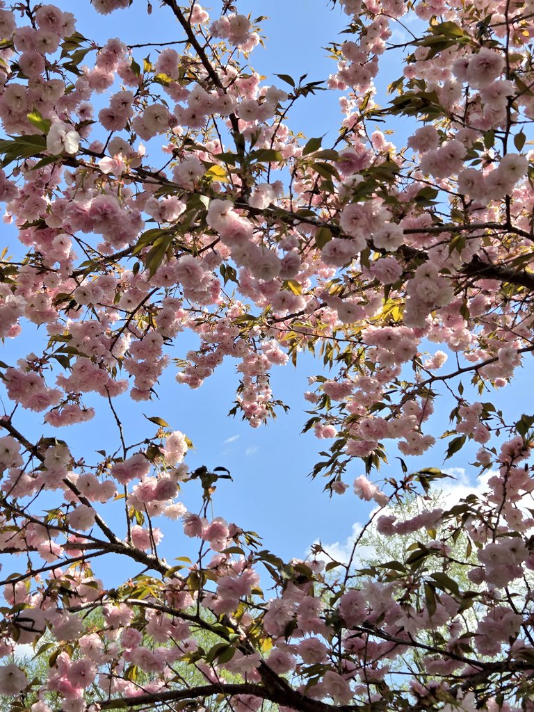 しょーこ🐱 tweet media