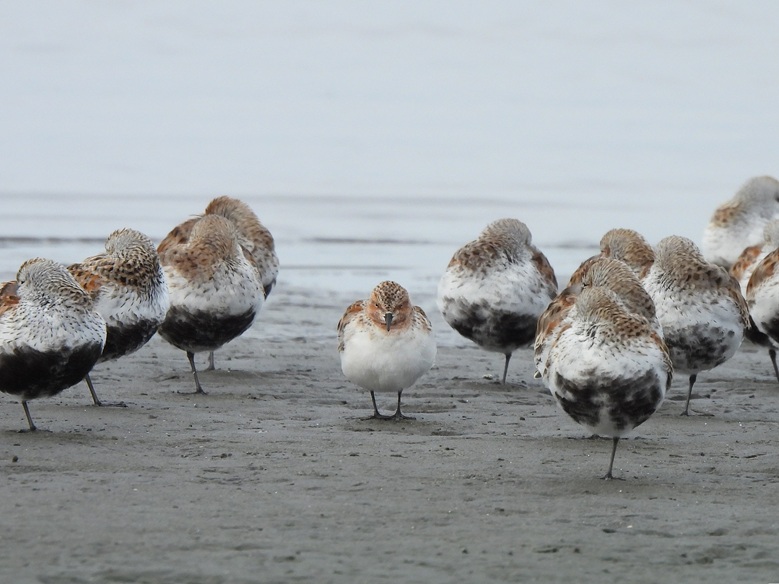 珍しく朝の散歩610
#トウネン (まん中)