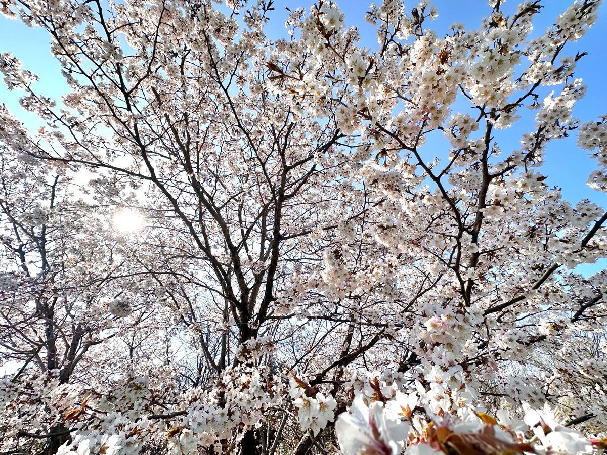 脳幹@脳幹と大腸半分ぐらいと腎臓がだいぶBANされますた tweet media