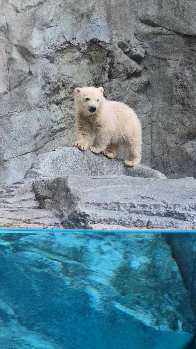 もも太 モモ仔改め今日からモモ太にになりました。 ❄️🐻｢僕モモ太、よろしく