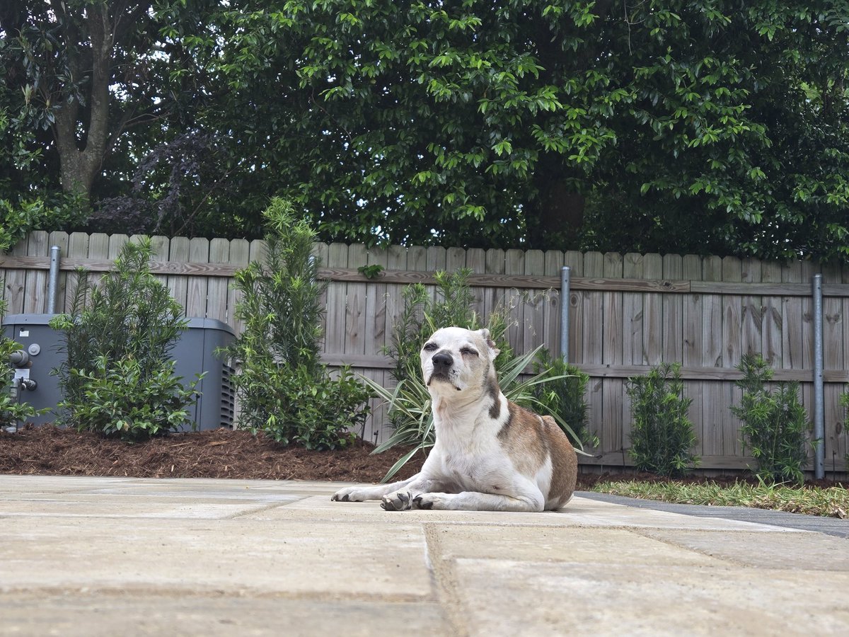afournet2's tweet photo. Pico puppy summer loading..... https://t.co/0OeS0tVF9M