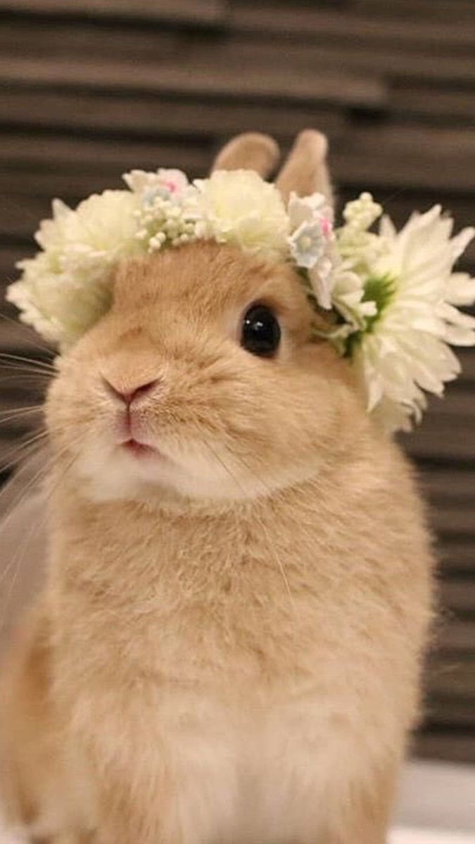 Why you should have a rabbit tweet media