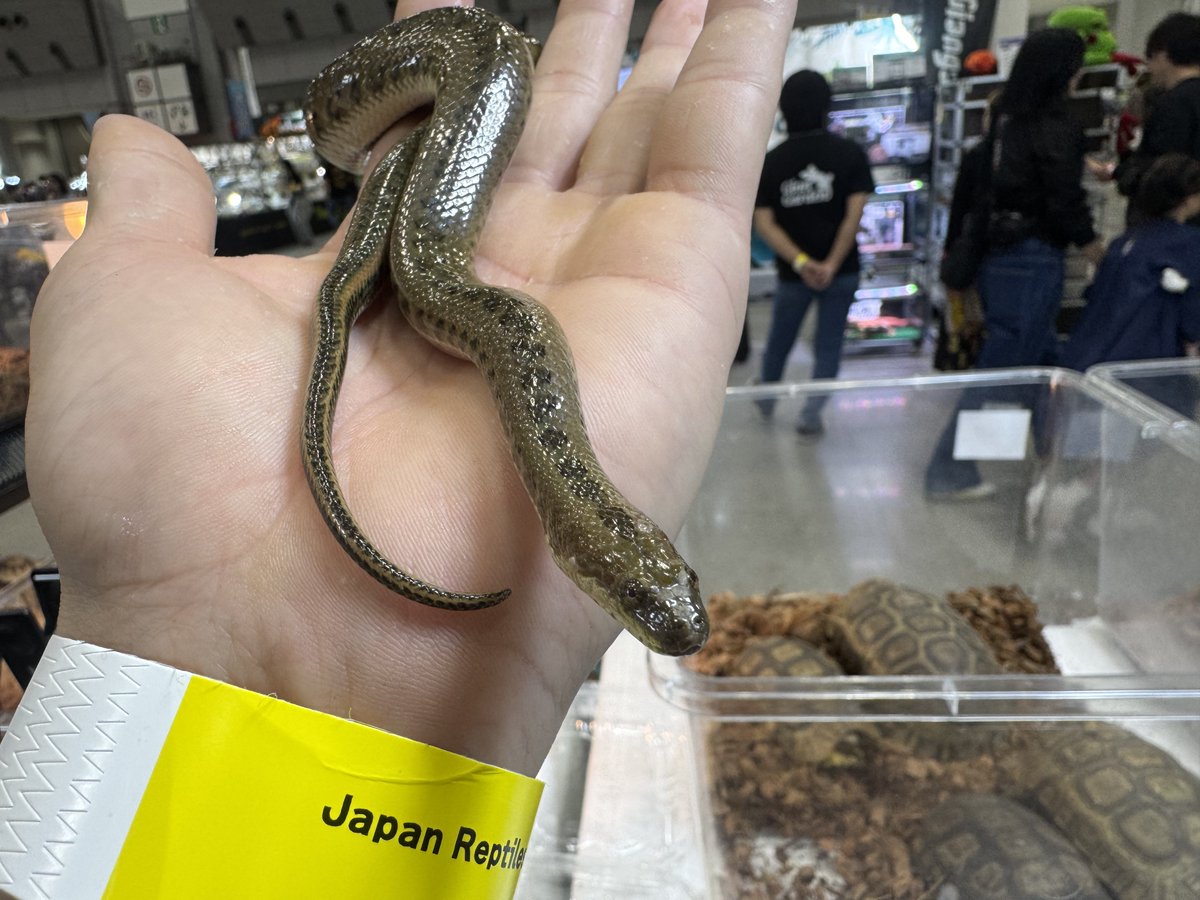 だいふく Bebe Rep.(5/24埼玉EXPOに出店します) tweet media